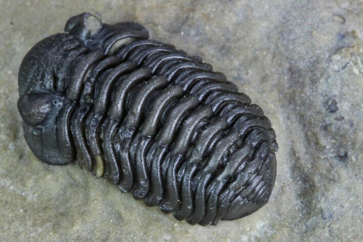 Small, Acastoides Trilobite - Foum Zguid, Morocco #125276